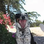 Pacific Coast Highway Milkhouse