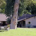 Peach Tree