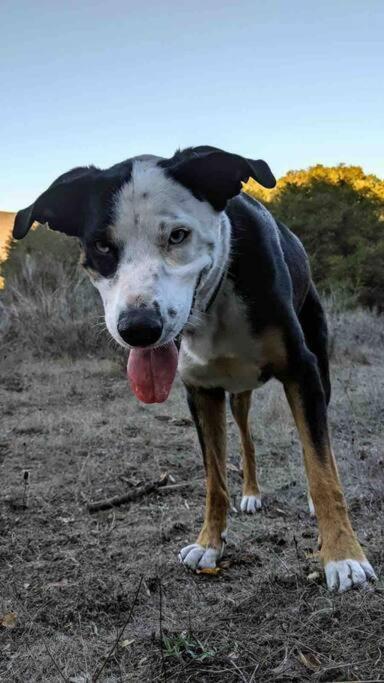 Pacific Coast Highway Milkhouse * San Luis Obispo